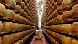 Καταγγελίες για τα τυριά Παρμεζάνα και Grana Padano - Παράγονται από σκελετωμένες αγελάδες