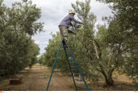 Αγροτικό ρεύμα: Πώς διαμορφώνονται οι τιμές - Ατοκες ρυθμίσεις χρεών και κίνητρα για ΑΠΕ