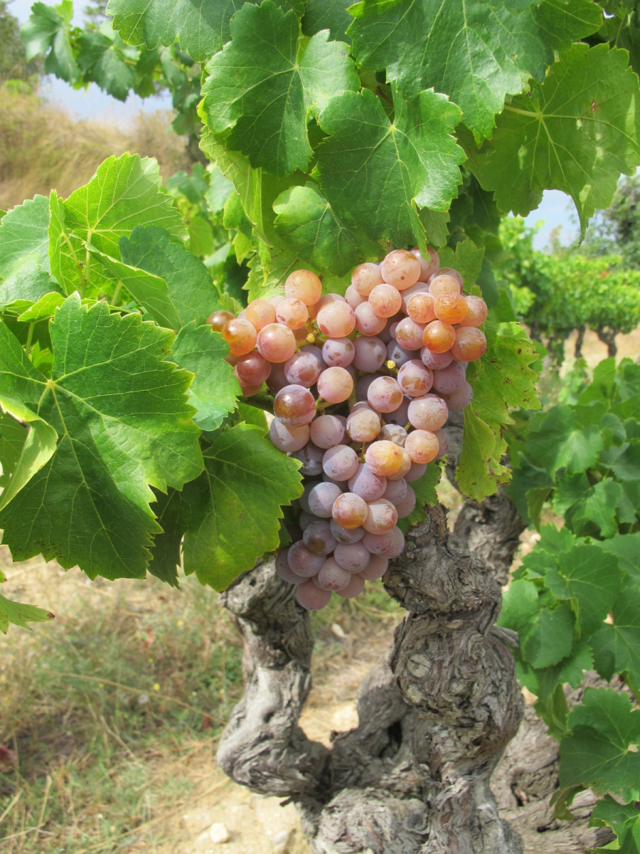 Βρέθηκε η ιστορία και η καταγωγή των αμπελιών -Τι αναφέρει νέα γενετική έρευνα