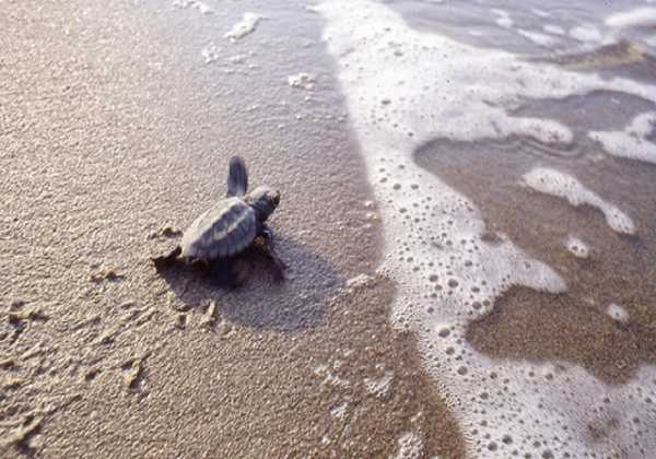 Τις παραλίες της Κέρκυρας «κατακτούν» οι χελώνες καρέτα - καρέτα