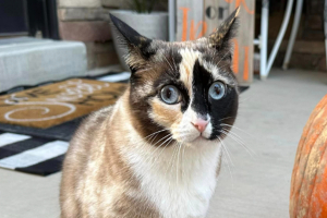 Γάτα βρέθηκε 500 μίλια μακριά - Ήταν μέσα σε δέμα της Amazon για έξι ημέρες