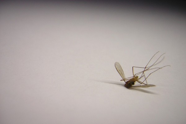 Αεροψεκασμοί για την καταπολέμηση κουνουπιών δυτικά