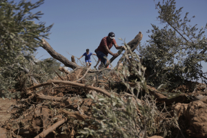Μπουλντόζες ξερίζωσαν ελαιόδεντρα σε χωριό της Δυτικής Όχθης