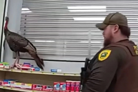 Γαλοπούλα προκάλεσε χάος σε σούπερ μάρκετ - Κυνηγούσε τους πελάτες (Βίντεο)