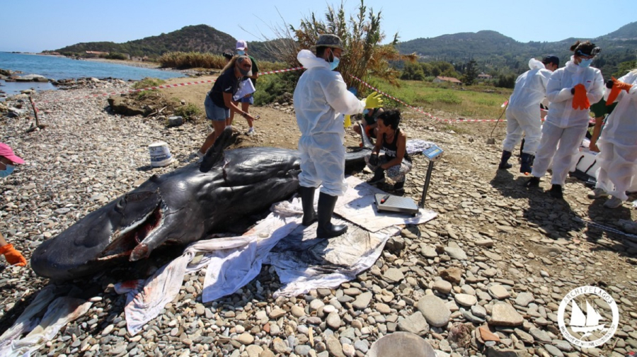 Σάμος: Νεκρός εκβράστηκε νεαρός φυσητήρας