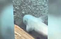 Μύκονος: Σπάνιο είδος καρχαρία στα ρηχά