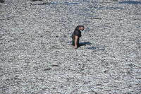 Νεκρά ψάρια Βόλος: Η λίστα με τις παραλίες που απαγορεύεται το μπάνιο στη θάλασσα