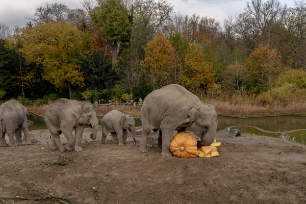Οι ελέφαντες θρηνούν τους νεκρούς τους, αποκαλυπτικά βίντεο στο YouTube