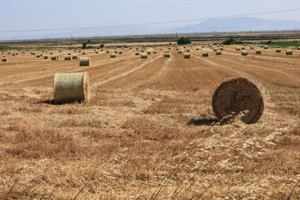Υποσχέσεις για πληρωμές 950 εκατ. ευρώ τον Νοέμβριο στους αγρότες