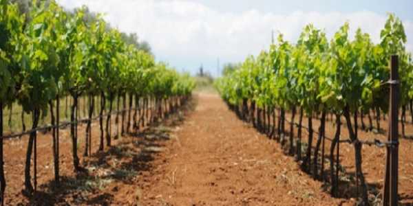 Παράταση μέχρι 15/1 για τις ηλεκτρονικές δηλώσεις συγκομιδής των αμπελουργών