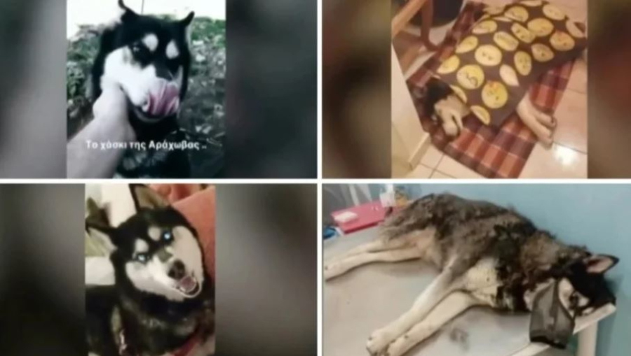 «Ο Όλιβερ κακοποιήθηκε σεξουαλικά από άνθρωπο, υπάρχει ομερτά στην Αράχωβα»