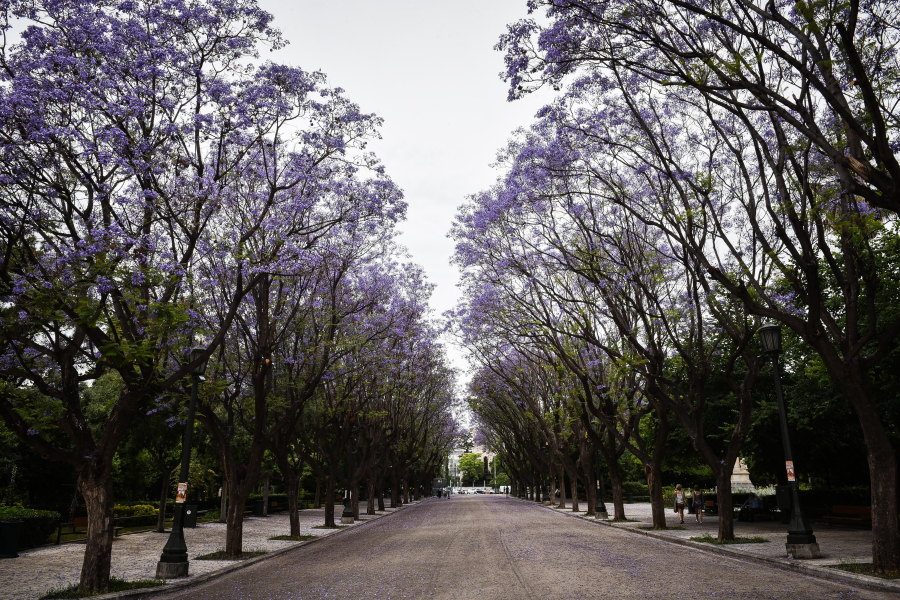 Ζάππειο: «Δεν υπήρξε τραυματισμός από πτώση δέντρου που να χρίζει διακομιδής σε νοσοκομείο»