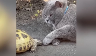 «Στραβωμένη» χελώνα παίρνει στο κυνήγι γάτα και γίνεται viral (βίντεο)