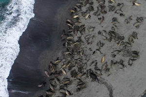 Η γρίπη των πτηνών αφάνισε τον μισό πληθυσμό των θαλάσσιων ελεφάντων στον Νότιο Ατλαντικό (Βίντεο)