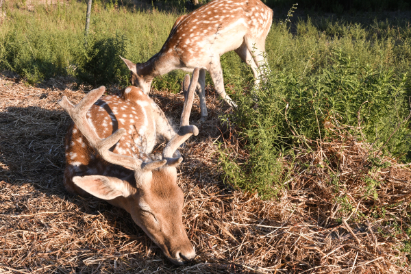 Με σκάγια στο σώμα του εντοπίστηκε νεκρό ελάφι σε φάρμα στην Κερκίνη