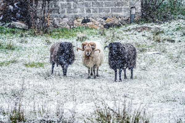 Πού θα πέσουν χιόνια σήμερα - Ο καιρός σε Αθήνα και Θεσσαλονίκη