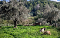 Ευλογιά προβάτων: Αναστολή πλειστηριασμών και κατασχέσεων για πληγέντες κτηνοτρόφους
