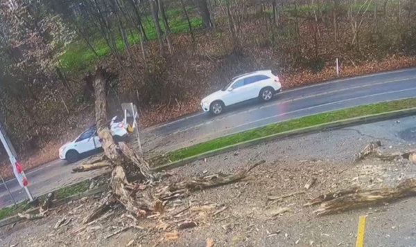 Τεράστιο δέντρο πέφτει σε αυτοκίνητο και το διαλύει - Από τύχη σώθηκε η οδηγός (Βίντεο)