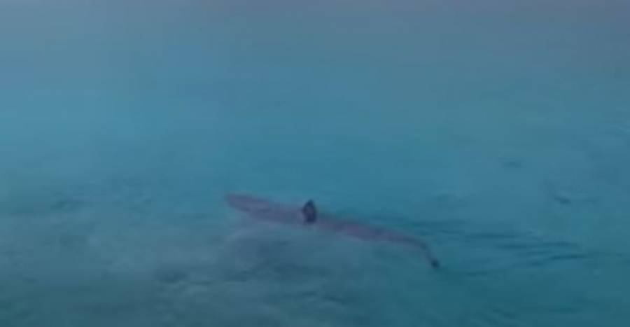 Kαρχαρίας «προσκυνητής» στο Πόρτο Γερμενό έκανε βόλτες στα ρηχά (video)
