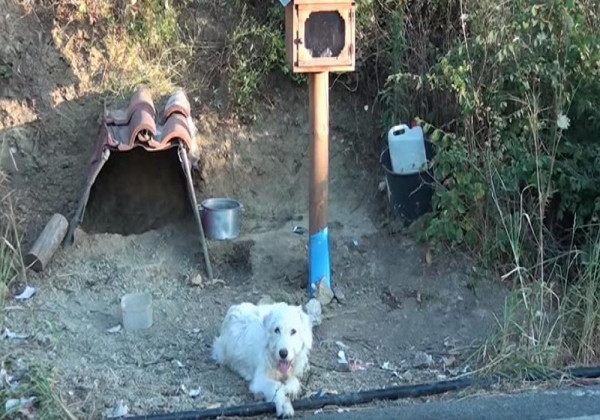 Ο Χάτσικο της Ναυπάκτου: Ζει 1,5 χρόνο δίπλα στο εικόνισμα του ιδιοκτήτη του (vid)