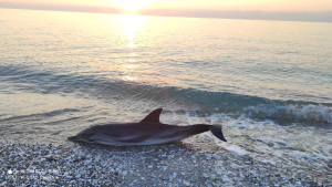 Θλιβερό θέαμα στη Λάρισα, δελφίνι ξεβράστηκε νεκρό στην ακτή