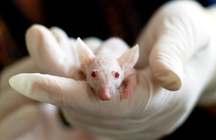 Συνθετικό έμβρυο ποντικιού χωρίς ωάριο και σπερματοζωάρια δημιούργησαν επιστήμονες