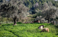 Λέσβος - Αφθώδης πυρετός: «Την άλλη εβδομάδα» ανοίγει η πλατφόρμα για τις αποζημιώσεις