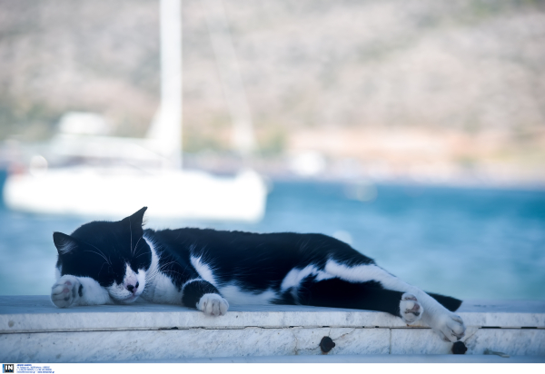 Αμερικανίδα βρήκε τον γάτο της μετά από 10 χρόνια και σχεδόν 2.000 χιλιόμετρα μακριά!