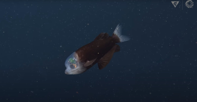 Ψάρι με διάφανο κεφάλι και φωτεινά μάτια βρέθηκε στα βάθη του ωκεανού (βίντεο)