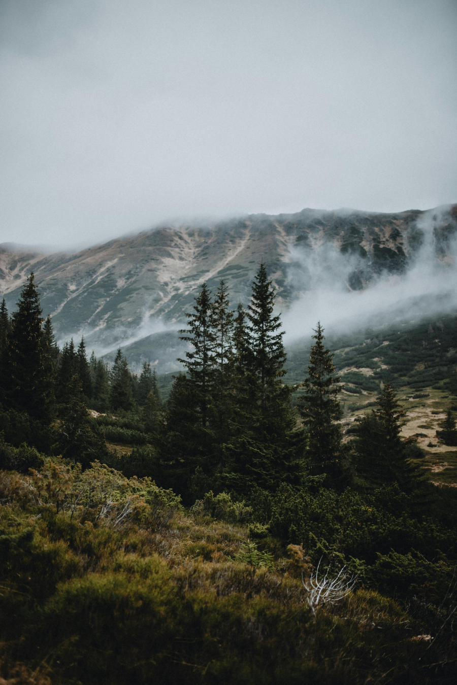 Δασοθεραπεία: Τα οφέλη της επαφής με τη φύση