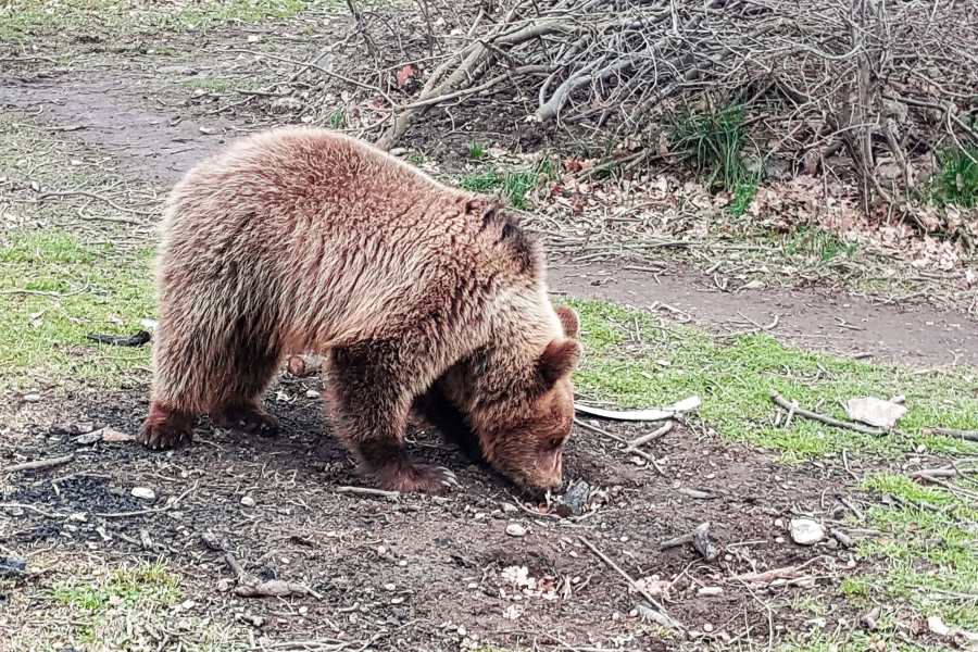 Alert για εμφάνιση αρκούδας στον Χορτιάτη
