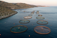 Αναζητείται 52χρονος που «ψάρεψε» 78 κιλά τσιπούρες και λαβράκια από ιχθυοκαλλιέργεια στο Πόρτο Χέλι