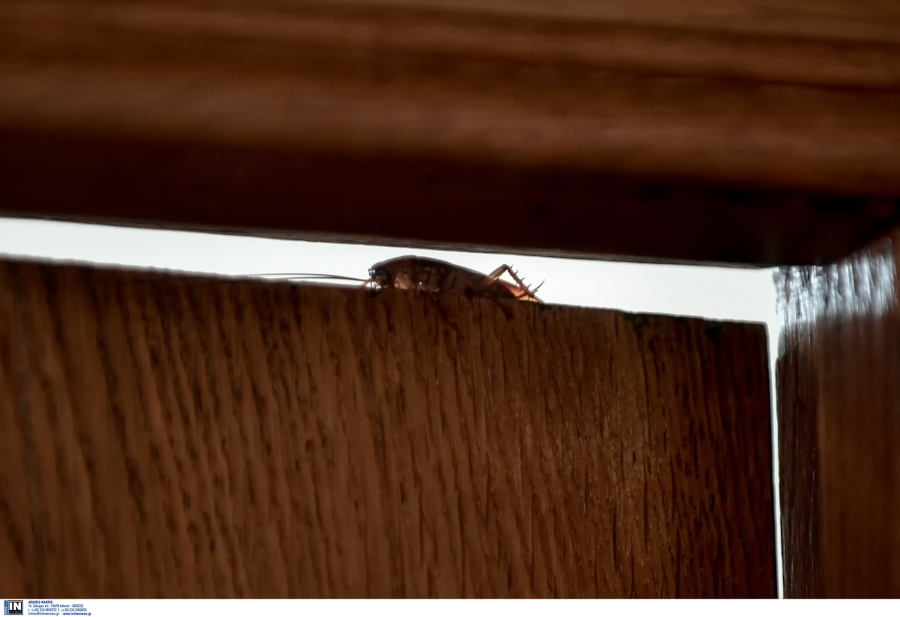 Κατσαρίδες: Τέρμα η θέση «μάχης» με την παντόφλα, νέα συσκευή εξόντωσης ανέπτυξαν ερευνητές