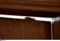 Κατσαρίδες: Τέρμα η θέση «μάχης» με την παντόφλα, νέα συσκευή εξόντωσης ανέπτυξαν ερευνητές