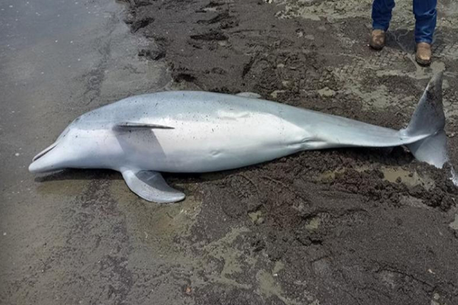 Δελφίνι βρέθηκε νεκρό με τραύματα από πυροβολισμούς - Δίνουν 20.000$ για πληροφορίες