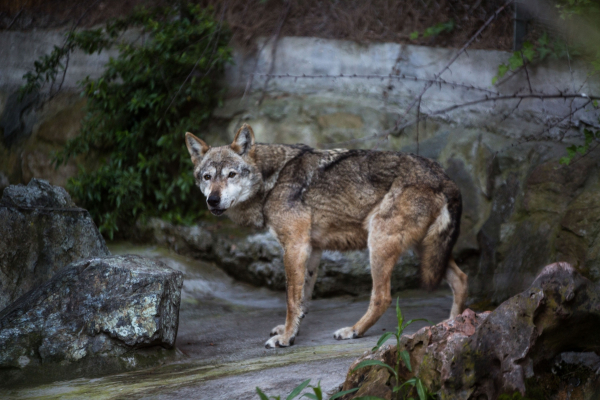 «Καλλιστώ» για λύκους στη Θεσσαλονίκη: Δεν αποτελούν κίνδυνο - Οι οδηγίες προς τους κατοίκους
