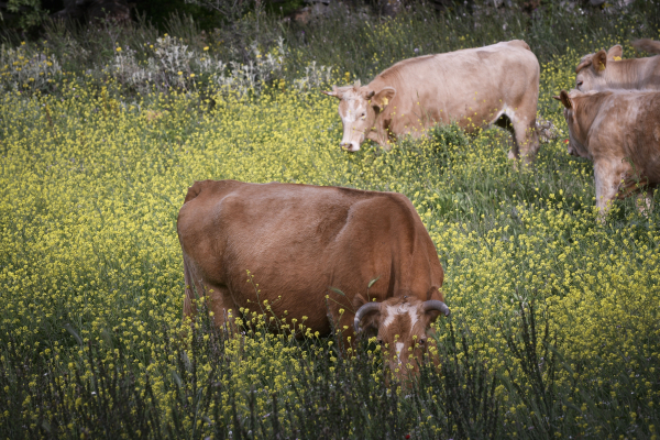 Συναγερμός στη Λέσβο: Θετικά δείγματα αφθώδους πυρετού σε κτηνοτροφική μονάδα