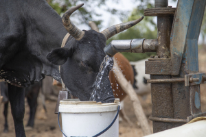 Πιθανό ένα επεισόδιο El Nino από τον Μάιο: Καύσωνες και έντονες βροχοπτώσεις το επόμενο τρίμηνο