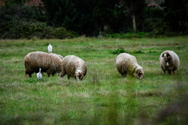 Παραπονέθηκε για τα πρόβατα που είχαν κλείσει τον δρόμο και του έριξε πέτρα στο... κεφάλι