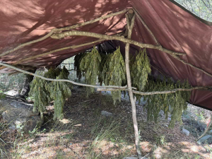 Αχαΐα: Εντοπίστηκε φυτεία με πάνω από 300 δενδρύλλια κάνναβης σε δύσβατο σημείο