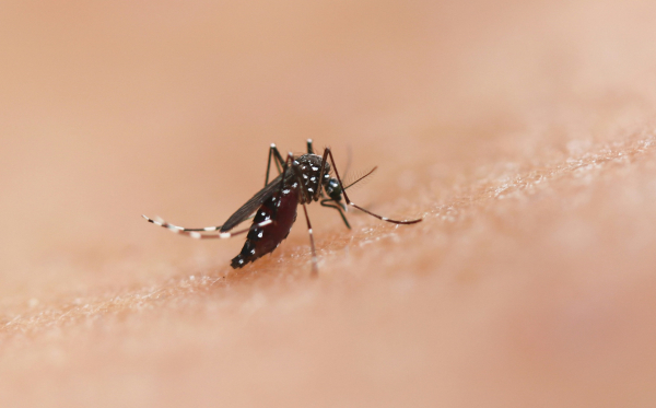 Ο ΠΟΥ εκπέμπει συναγερμό για τον κίνδυνο επιδημίας Τσικουνγκούνια