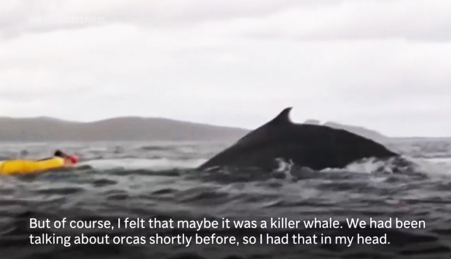 Τον κατάπιε φάλαινα και τον έφτυσε πίσω στο νερό! Το απίστευτο viral βίντεο