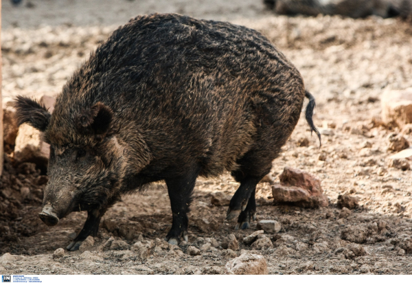 Βαρκελώνη: Θανάτωση αγριογούρουνων που περιφέρονται σε πάρκα και δρόμους