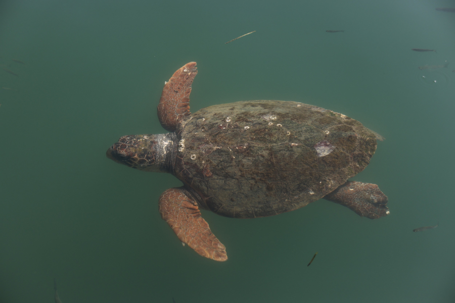 Χελώνες καρέτα καρέτα: Αυξήθηκαν οι φωλιές στον Κυπαρισσιακό, 6.100 καταγράφηκαν φέτος