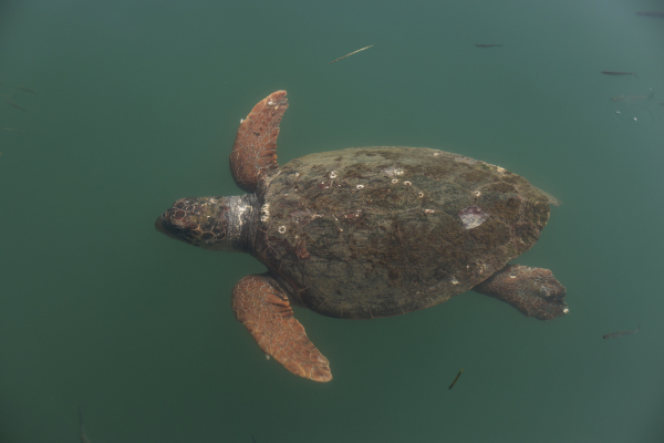 Χελώνες καρέτα καρέτα: Αυξήθηκαν οι φωλιές στον Κυπαρισσιακό, 6.100 καταγράφηκαν φέτος