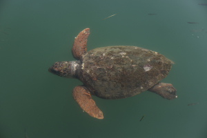 Χελώνες καρέτα καρέτα: Αυξήθηκαν οι φωλιές στον Κυπαρισσιακό, 6.100 καταγράφηκαν φέτος