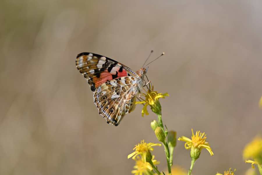 Κι όμως οι πεταλούδες δεν φοβούνται τα…αεροπλάνα!