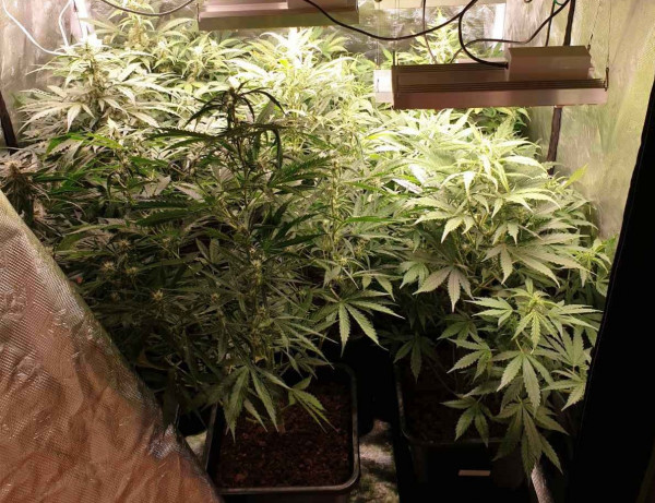 Θεσσαλονίκη: Ανακάλυψαν διαμέρισμα με 40 δενδρύλλια κάνναβης (pics)