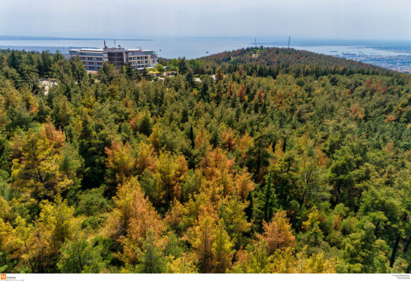 Χωρίς εκ νέου υποβολή οι εκκρεμείς αντιρρήσεις στους δασικούς χάρτες