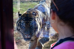 Τίγρης επιτέθηκε σε υπάλληλο ζωολογικού κήπου